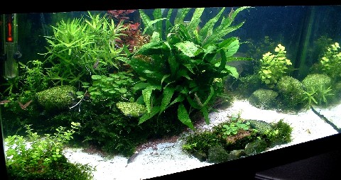 Aquascaping Tools for Sale